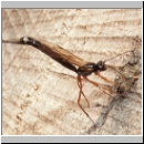 Ephialtes cf manifestator - Schlupfwespe 04b 16mm-fdet03.jpg